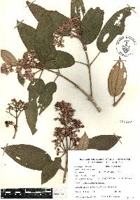 Miconia xalapensis image