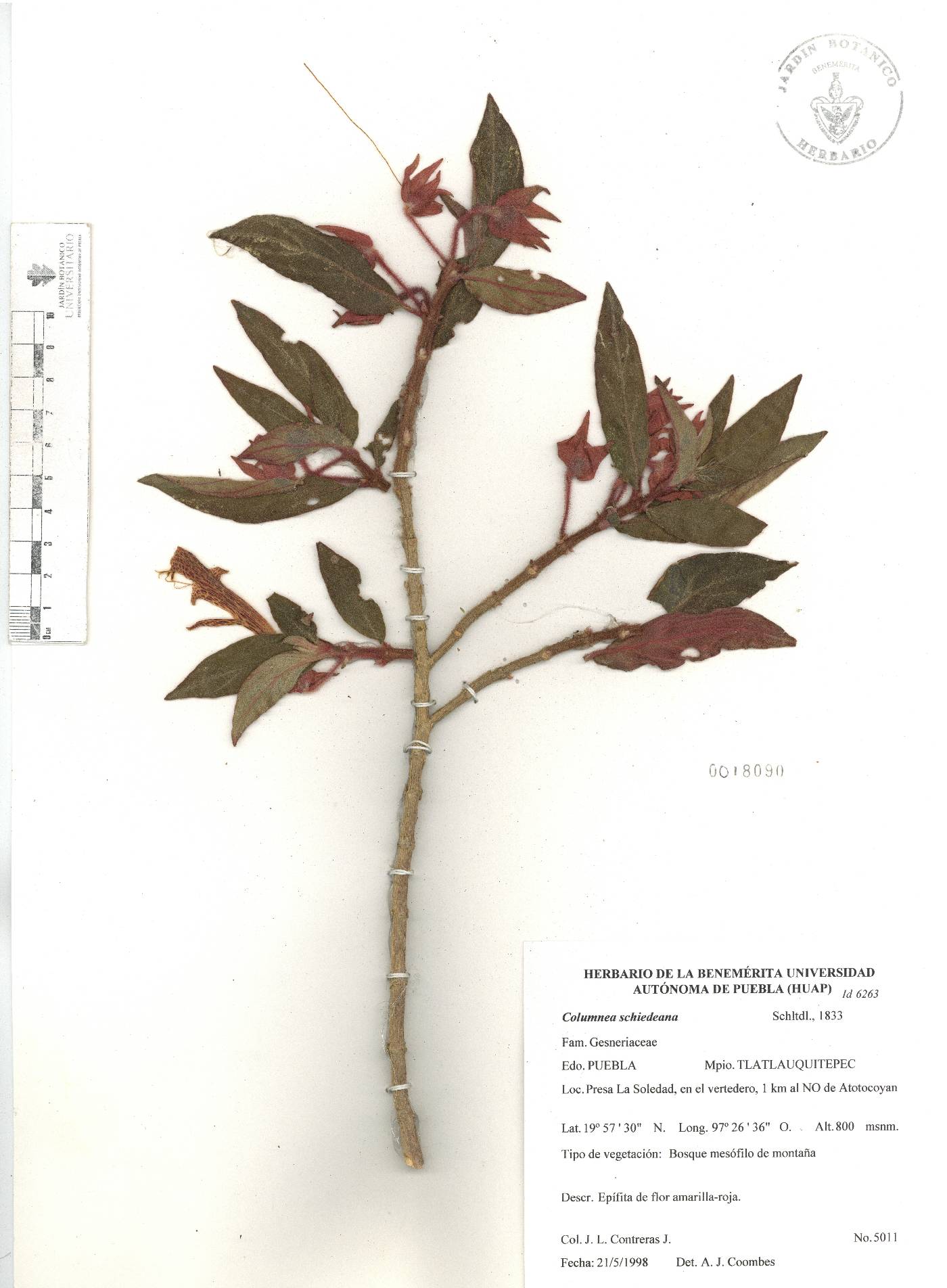 Columnea schiedeana image