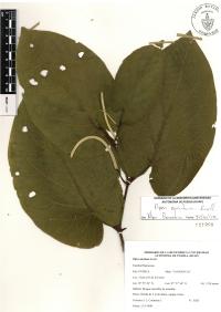 Piper auritum image