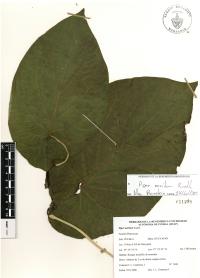 Piper auritum image