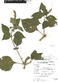 Salvia xalapensis image