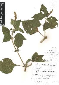 Salvia longispicata image