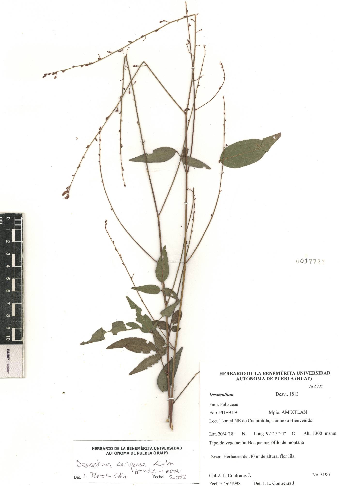 Desmodium caripense image