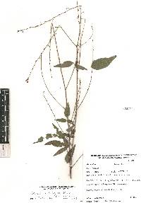 Desmodium caripense image