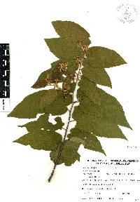 Guazuma ulmifolia image