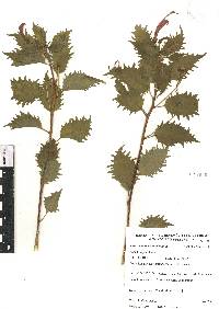 Centropogon grandidentatus image