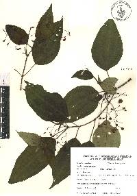 Miconia cornoides image