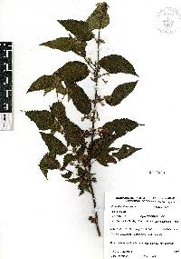 Triumfetta bogotensis image