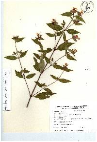 Chaetogastra longifolia image