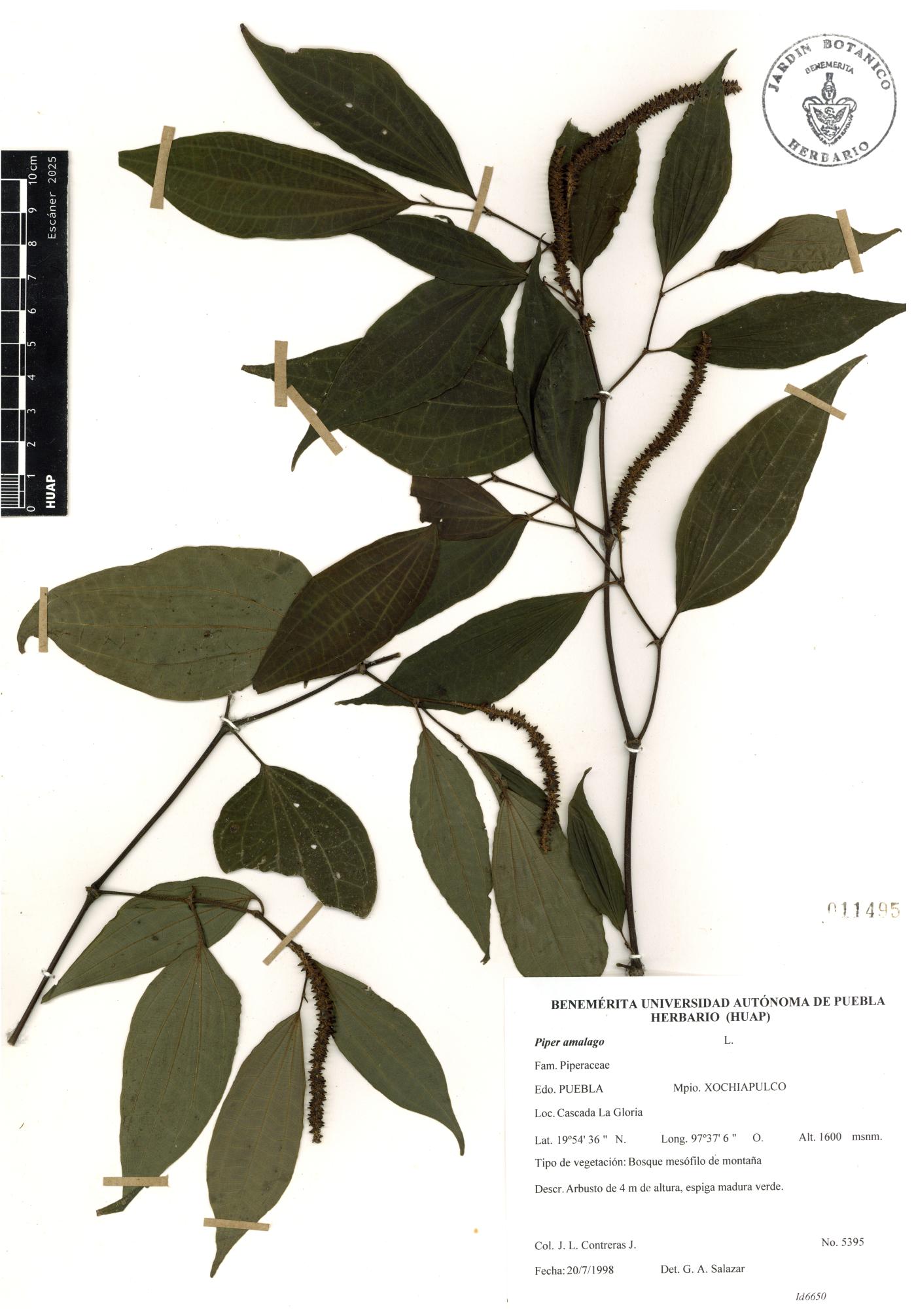 Piper amalago image