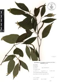 Piper amalago image