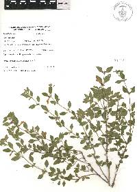 Scutellaria macra image