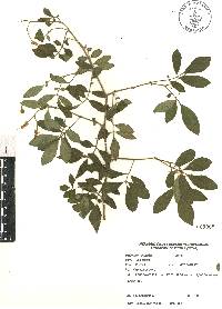 Solanum skutchii image