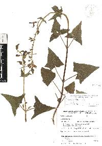 Salvia vitifolia image