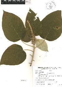 Croton stipulaceus image