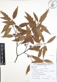 Quercus affinis image