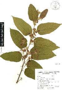 Guazuma ulmifolia image