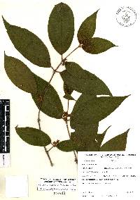 Miconia dentata image