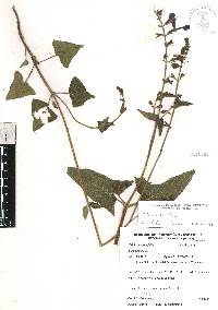 Salvia vitifolia image