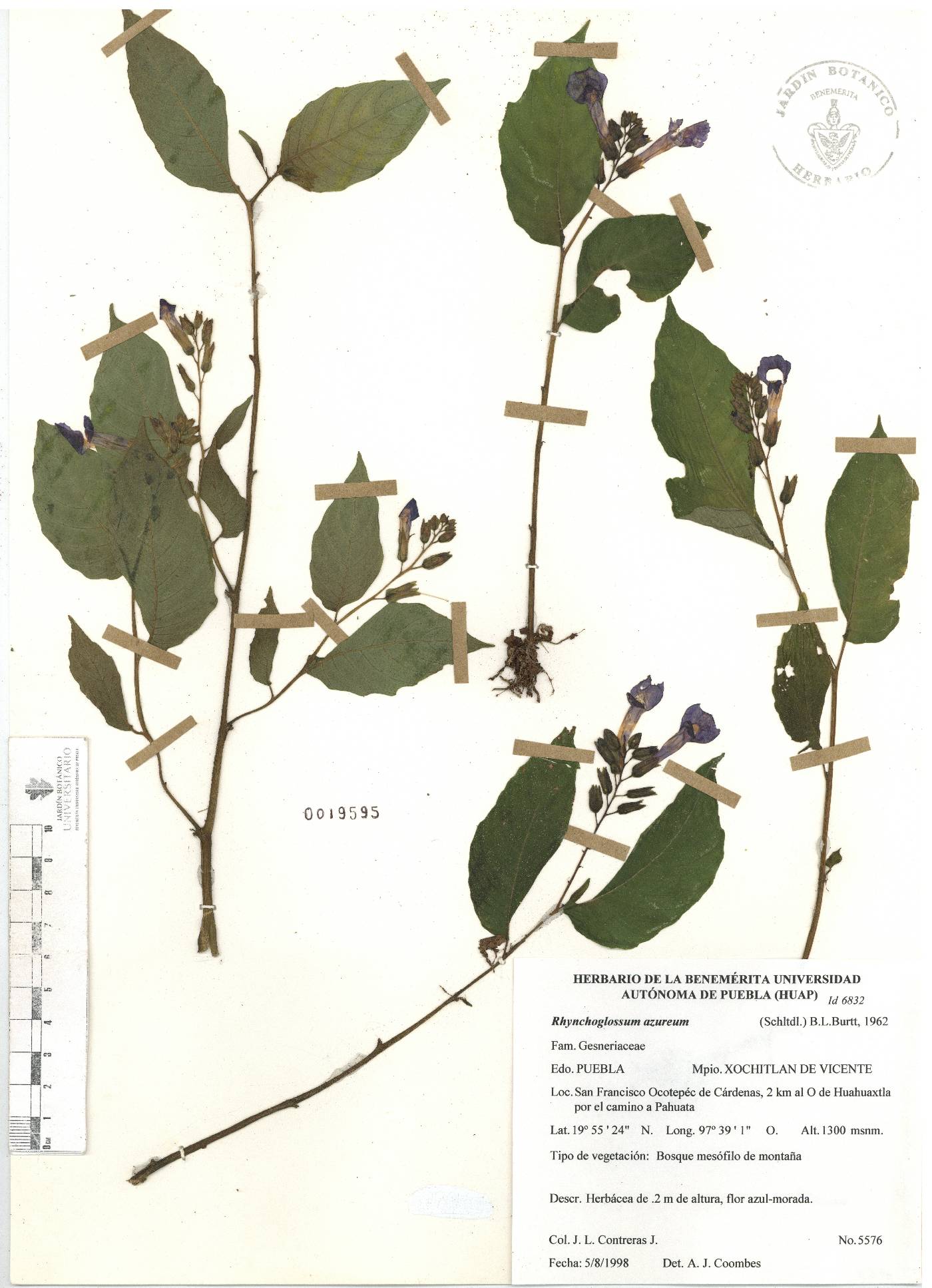 Rhynchoglossum azureum image