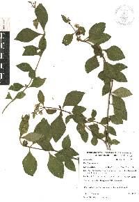 Lippia alba image