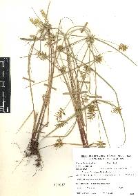 Cyperus hermaphroditus image