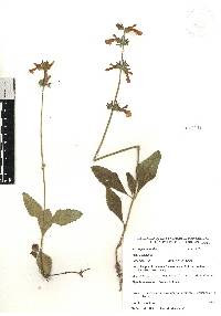 Salvia prunelloides image