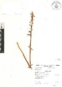 Corallorhiza bulbosa image