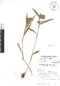 Commelina tuberosa image