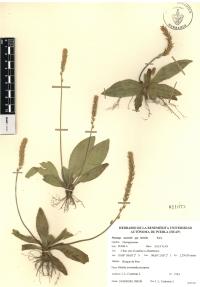 Plantago australis image