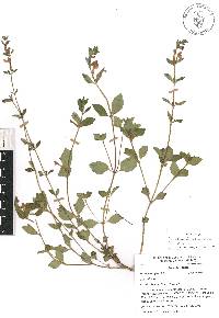 Scutellaria dumetorum image