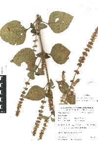 Salvia xalapensis image