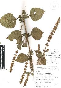 Salvia longispicata image