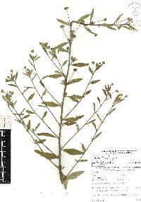 Sida rhombifolia image