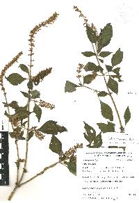 Salvia xalapensis image