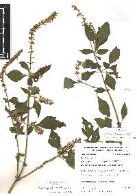 Salvia longispicata image