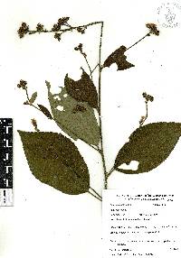 Pavonia schiedeana image