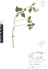 Scutellaria seleriana image