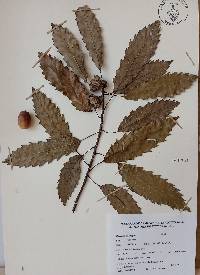 Quercus corrugata image