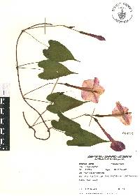 Ipomoea purga image