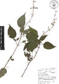 Salvia flaccidifolia image