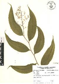 Maianthemum paniculatum image