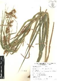 Rhynchospora schiedeana image