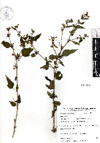 Triumfetta bogotensis image