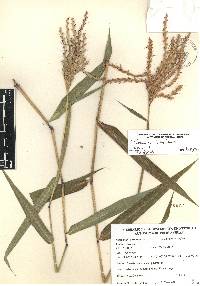 Ischaemum latifolium image