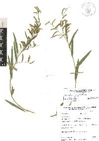 Desmodium angustifolium image