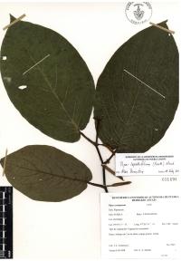 Piper lapathifolium image