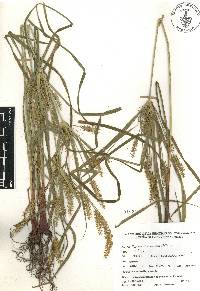 Cyperus hermaphroditus image