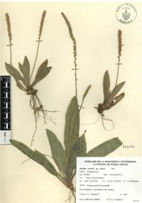 Plantago australis image
