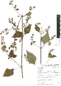 Cantinoa mutabilis image